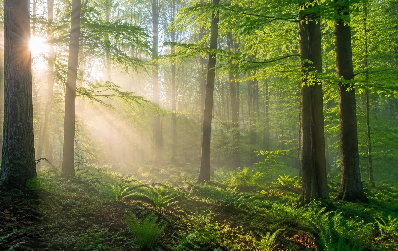 Frühlingsmorgen im Wald